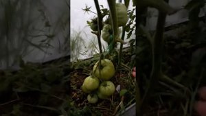 ТОМАТ " БЫЧИЙ ЛОБ"