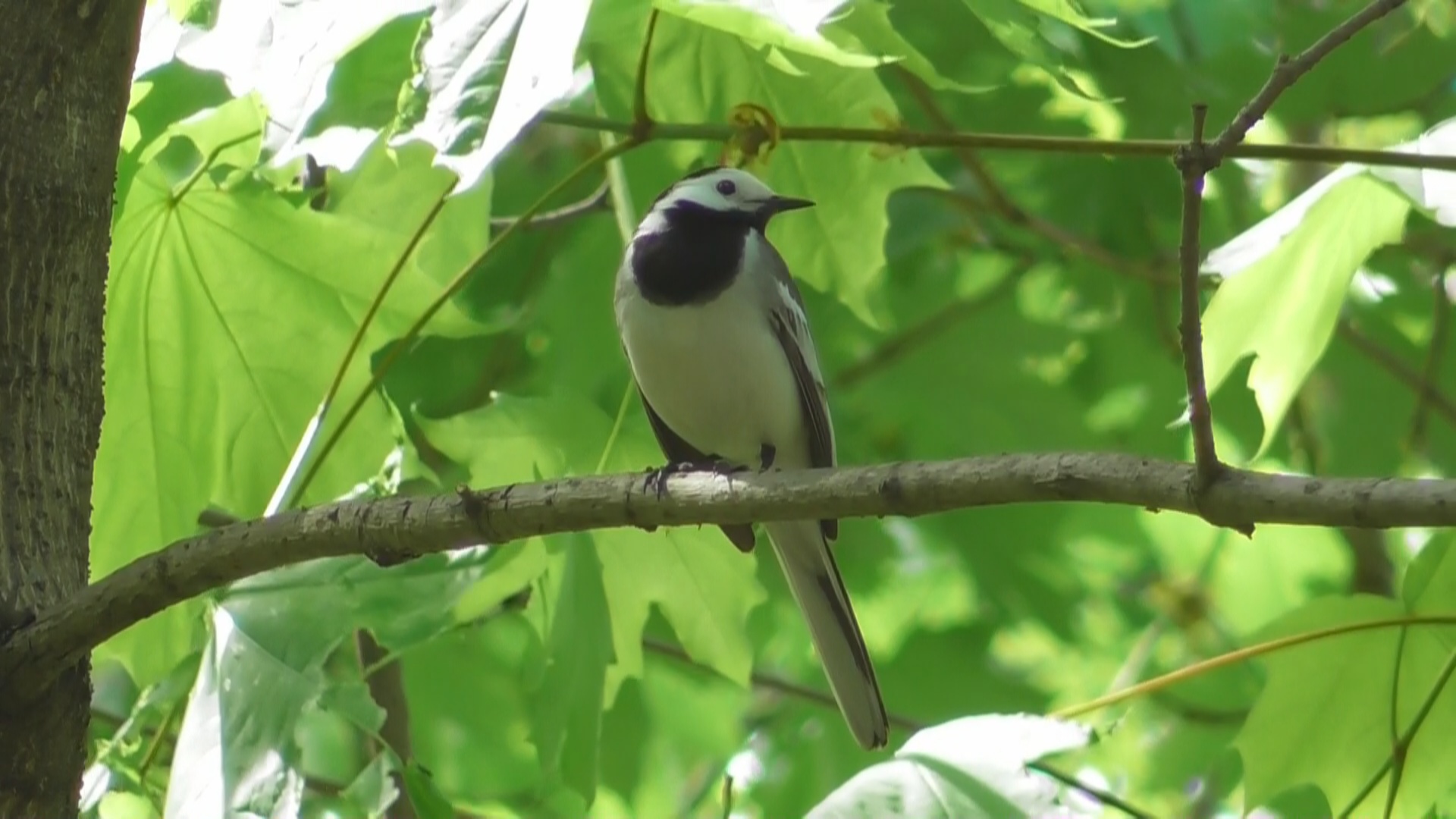 Белая трясогузка ( Motacilla alba )