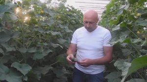 Огурец Арена Ф1