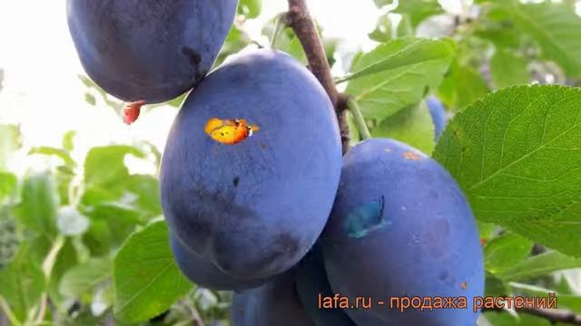 Слива обыкновенная Венгерка Донецкая ранняя ? обзор: как сажать, саженцы сливы смотреть онлайн