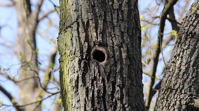 Дупло в котором живут Скворцы смотреть онлайн