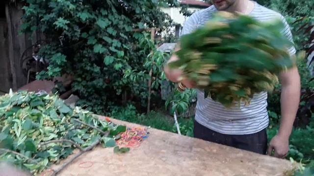 Липовый веник, быстро и полезно. смотреть онлайн