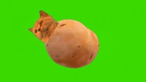 Мышка Сосиска, Кошка Картошка, Кот Бутерброд_ ФУТАЖИ\GREEN SCREEN\FOOTAGE