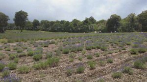 【JAPAN】4K Walk in Lavender field like Hokkaido on the mountain　『TANBARA LAVENDER PARK』　TRIP Vlog