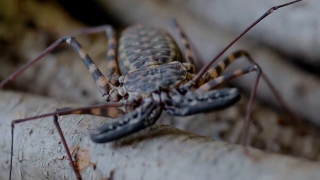 RAIN FOREST экзотические животные Воронеж смотреть онлайн