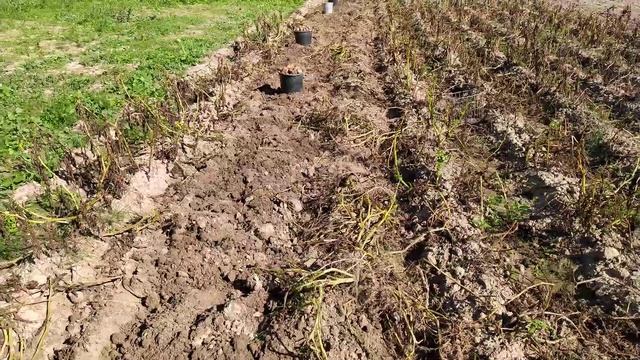 Уборка картофеля.(Выкапывание картофеля плугом). Урожай 2020. смотреть онлайн