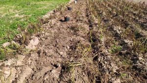 Уборка картофеля.(Выкапывание картофеля плугом). Урожай 2020.