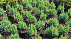 Можжевельник китайский Стрикта