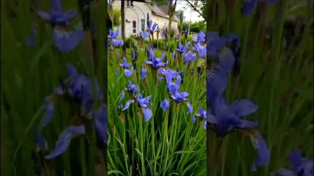 ❤ #клематисы смотреть онлайн