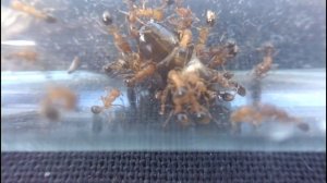 Муравьи. Tetramorium bicarinatum ## ants