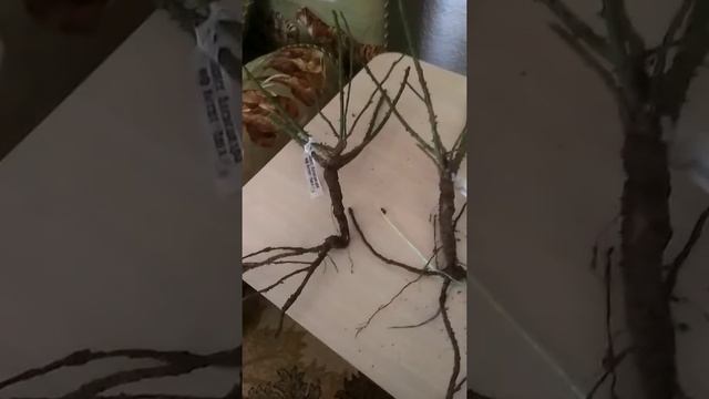 Розы из питомника "Долина Роз "Украина №2 смотреть онлайн