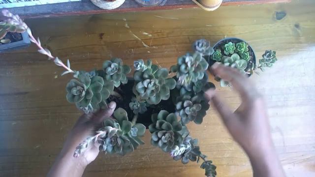 "Echeveria Chroma" смотреть онлайн