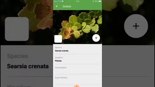 PlantSnap identifies a Rhus crenata (Searsia crenata)