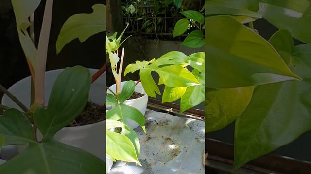 Philodendron Florida Beauty Gosh seger banget #short