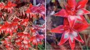 Гладиолус. Цветочный  гороскоп .