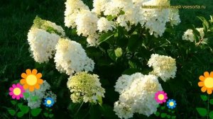 Гортензия метельчатая Силвер Доллар. Краткий обзор, описание характеристик