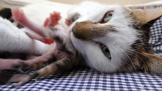 Трехцветные котята приносят счастье - милые нежные и смешные котята