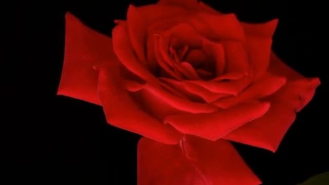 ФУТАЖ Красная Роза Распускается скачать бесплатно смотреть онлайн