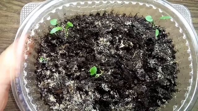 Дихондра от посева до появления настоящего листа смотреть онлайн