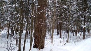 Особенности правления Анны Иоанновны (1730 - 1740). Часть IV.