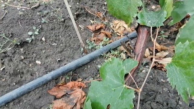 Итоги прививок винограда. Как нужно прививать, чтобы получить хороший прирост. смотреть онлайн