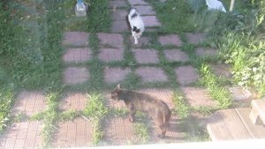 Битва котов за кошку Бонни