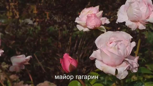 РЕДКИЕ РОЗЫ 18 сортов смотреть онлайн