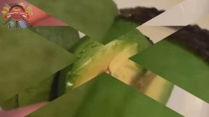 Оставила авокадо на 4 месяца в морозилке: полчаса под водой - и он снова свежий!