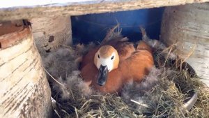 Ruddy Shelduck. Рыжая утка Огарь сидит на яйцах (второй день)