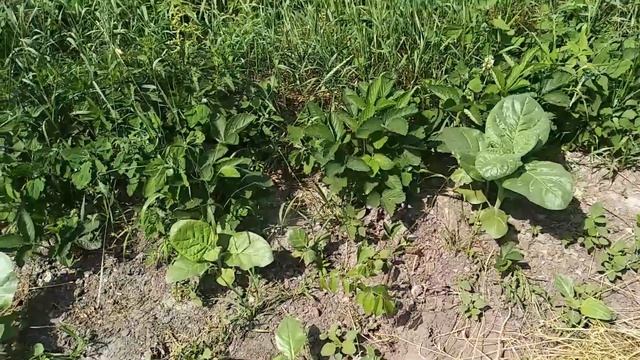 Осмотр гнёзд с растениями табака и махорки 23 06 2021 смотреть онлайн