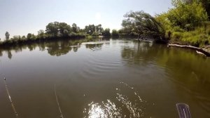 Ловля крупного голавля на реке Десна