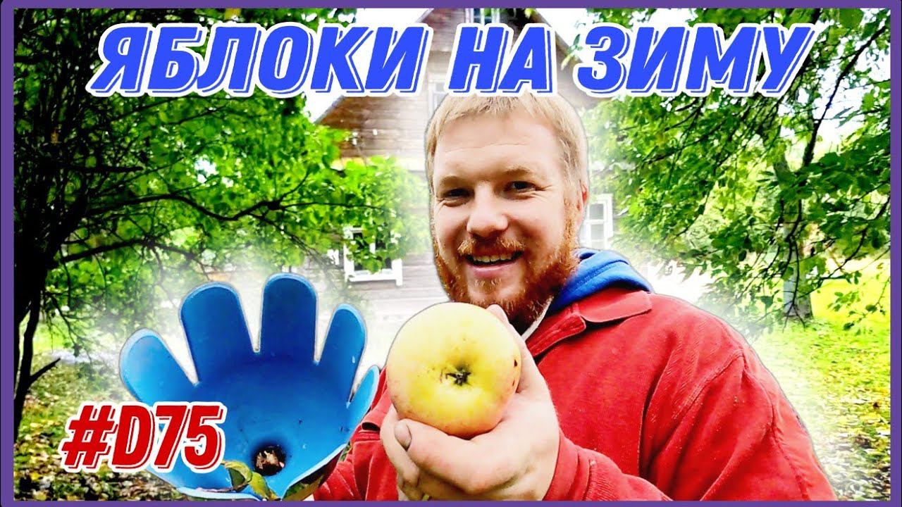 Яблоки на зиму. Буду сушить и делать сок. #хочувдеревню #хутор #яблокиназиму