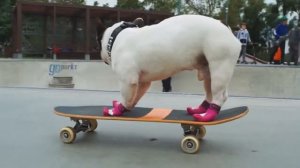 Французски бульдог на скейте