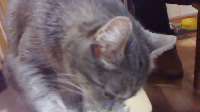 КОШКА И КАПУСТА смотреть онлайн