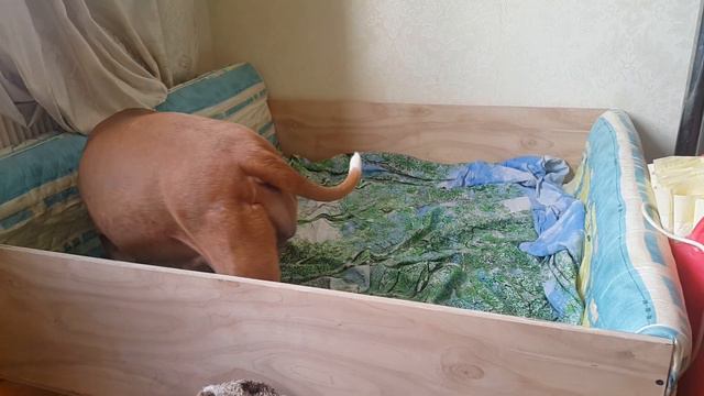 12-15 часов до родов! смотреть онлайн