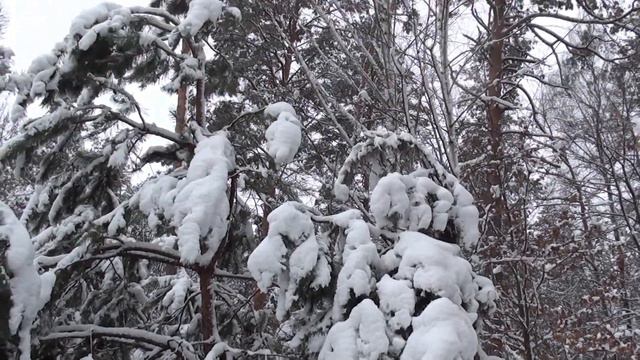 Февраль прогнозирует хороший медосбор в этом году. смотреть онлайн