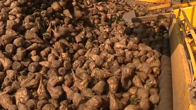Курские аграрии убирают сахарную свеклу