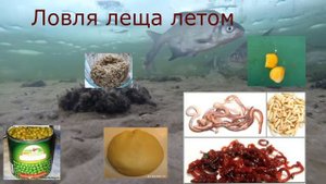 НА ЧТО КЛЮЕТ ЛЕЩ