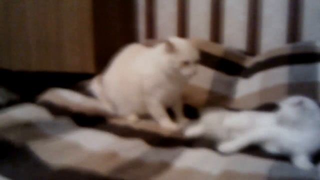 Кот ест кота смотреть онлайн