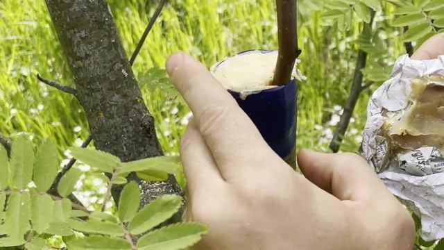 Прививаем Грушу на Рябину. Садоводство в диком лесу. смотреть онлайн