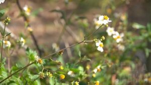 СВЁКР ПРИЕХАЛ ВСПАХАТЬ МНЕ ГРЯДКИ! Интересные истории из жизни. Рассказы о любви. Теща Сладкая