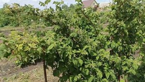 мы определились с укрытием. междурядий в пользу агротекстиль заместо задернения.