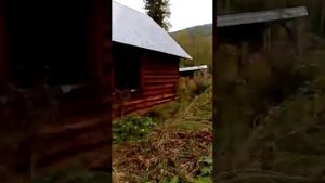 Нападение на Медведя, ПОДРАНОК в Сибирской тайге