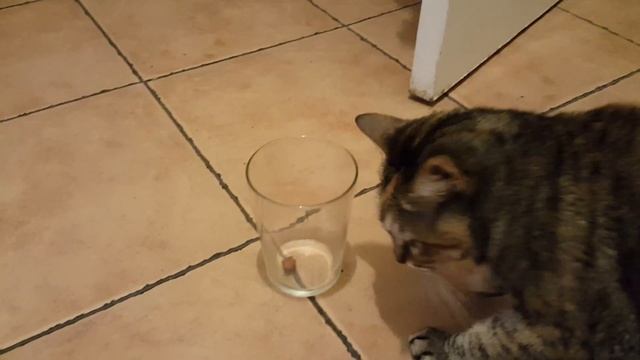 Как определить левша или правша ваш кот смотреть онлайн