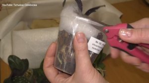 Бесподобная посылка с орхидеями.  Восторг!