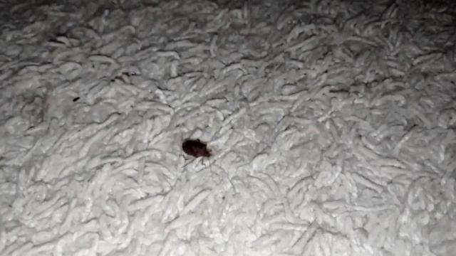 Маруся нашла в доме садового клопа смотреть онлайн