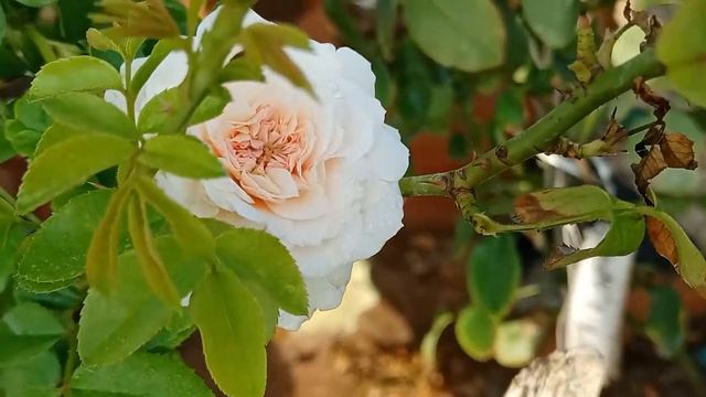 Climbing rose # Cinderella climbing rose # Kordes Roses # India смотреть онлайн