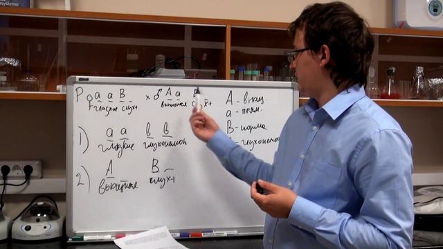 Дигибридное скрещивание. Разбор задачи №2.1 смотреть онлайн