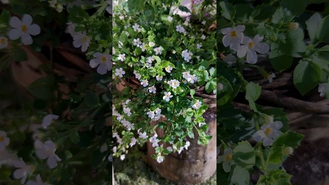 Бакопа в саду (Bacopa).?