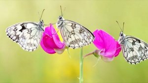 ПДА 5*10 _ АТТ для Расслабляющего дыхания _ 10 минут (бонус к 10-му шагу Марафона Дыхания)